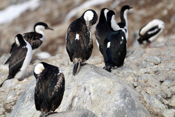 Colonie de cormorans antarctiques en Géorgien du sud © Laurent JAMIN