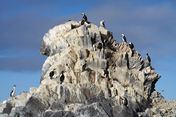 Obraz premium Colonie de cormorans antarctiques en Géorgien du sud
