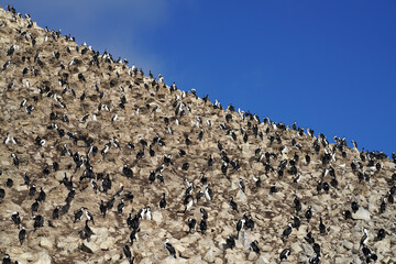 Colonie de cormorans antarctiques en Géorgien du sud © Laurent JAMIN