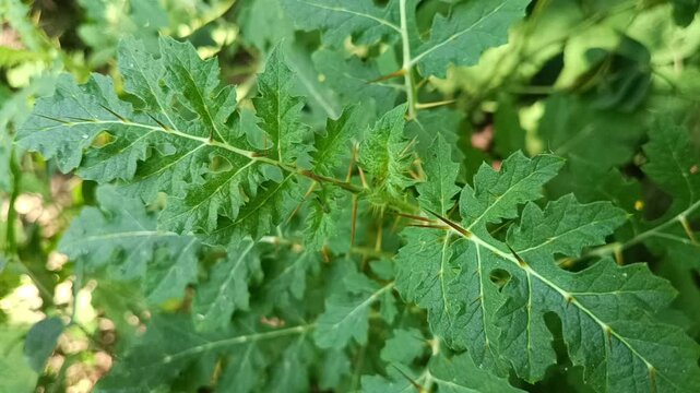 An overhead view of serrated green leaves featuring sharp prominent thorns along the stems and veins captured in natural lighting outdoors.