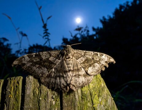A large patterned moth rests on a mossy wooden post under a full moon at night
