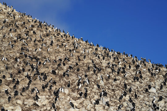 Colonie de cormorans antarctiques en G&eacute;orgien du sud