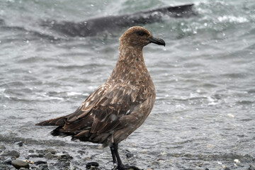 Labbe antarctique en Géorgie du sud © Laurent JAMIN