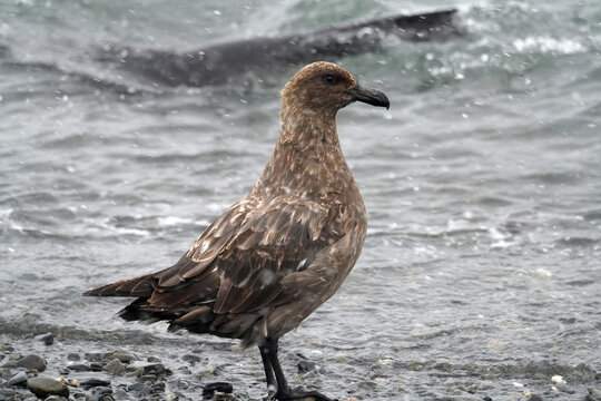 Labbe antarctique en G&eacute;orgie du sud