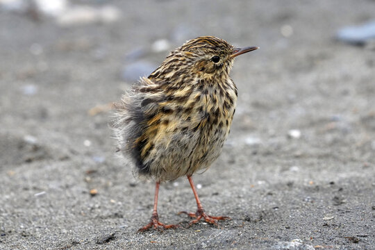 Pipit Antarctique en G&eacute;orgie du sud