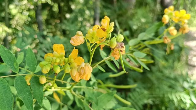 A detailed shot showing a cluster of delicate yellow flowers and green buds growing along a branching stem surrounded by lush foliage.