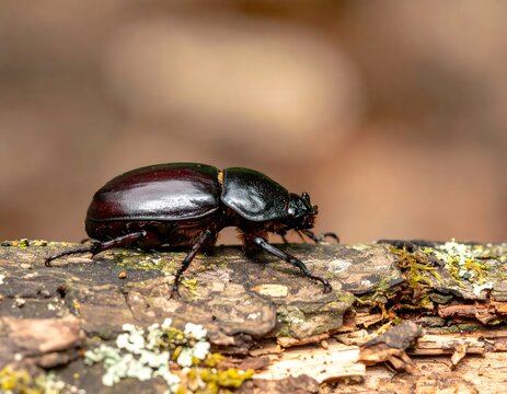 Detailed macro photograph of a shiny black beetle crawling on a textured tree branch with blurred natural background