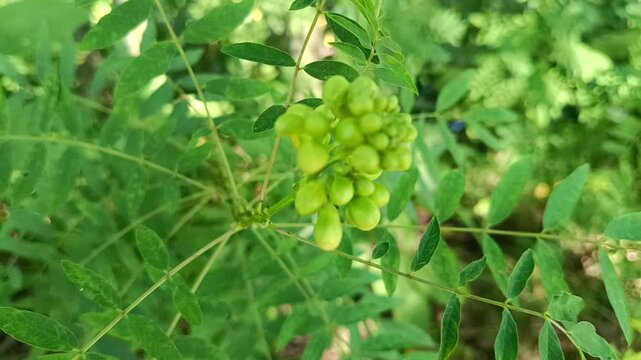 A detailed close-up shot showcasing a dense cluster of immature green seed pods on a branching plant stem surrounded by pinnate leaves.