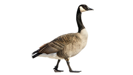 Single wild goose bird standing profile view on transparent background © Alistair