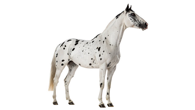 Beautiful spotted dalmatian horse standing isolated on transparent background