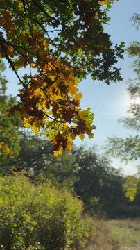 autumn in the forest