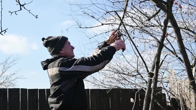 Senior man pruning fruit tree branches with secateurs in a home garden in early spring