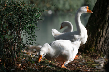   White geese breeding representing a sustainable poultry farming and organic agriculture concept. Sunny summer day on a countryside farm with domestic geese near water. © alan