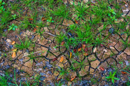 New Beginning, Natural Drought Texture with Cracked Earth, Grass and Foliage