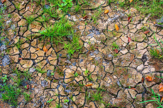 New Beginning, Natural Drought Texture with Cracked Earth, Grass and Foliage