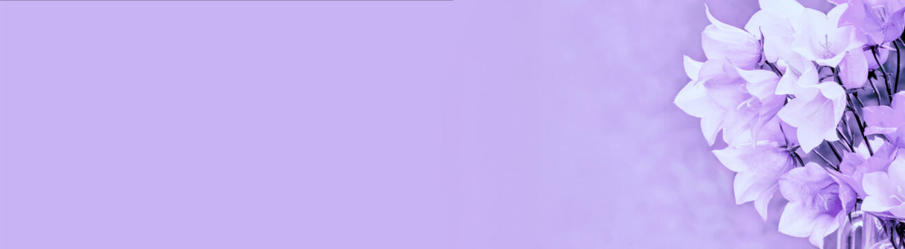 White harebell flowers in violet toning. Bouget of summer flowers.  Horizontal banner