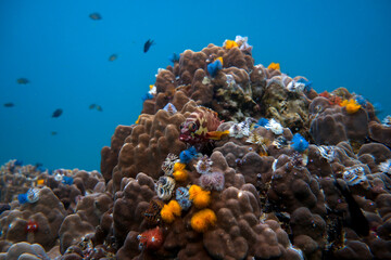 Blacktip Grouper on Coral with Christmas Tree Worms Blue Water © mikeennis_uw