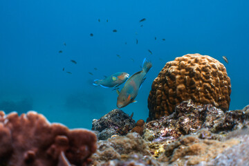 Parrot Fish Above Tropical Coral Reef With Cleaning Station And Fish - Horizontal © mikeennis_uw