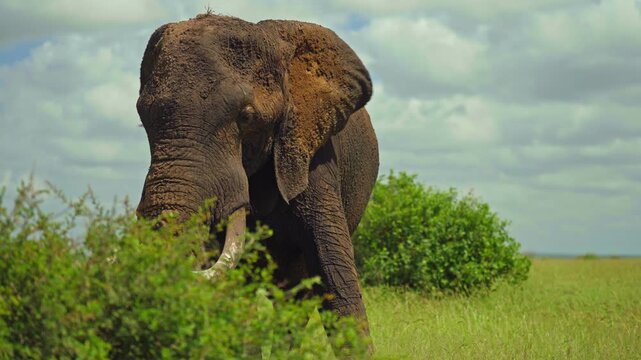 A powerful African elephant, its head and ears caked in dried mud, flaps its enormous ears while standing behind green bushveld foliage under a partly cloudy sky.