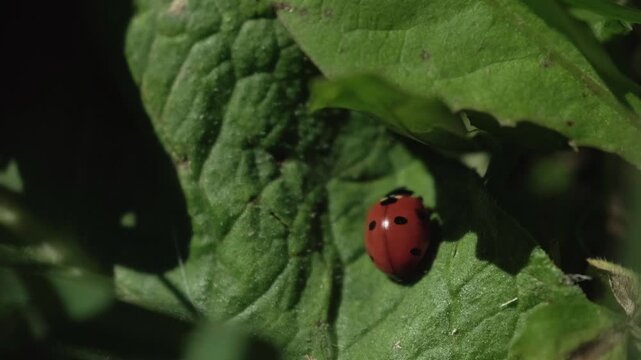 Macro Close Up Of Seven Spot Ladybug Crawling On Green Leaf In Summer Garden