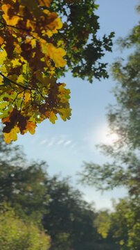 autumn in the forest