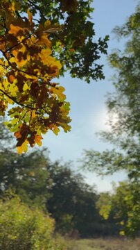 A beautiful sunrise in the autumn forest.