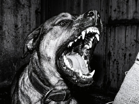 Aggressive dog barking and snarling showing sharp teeth in black and white