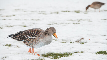 Greylag goose grazes on grass in a snow-covered field © breamchub
