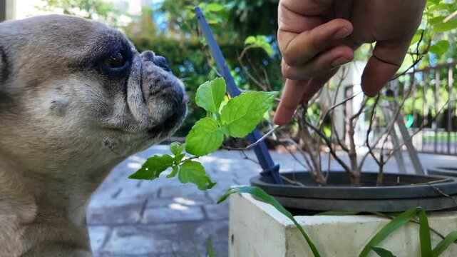 fawn-colored French Bulldog sniffing or nibbling green leaves/herbs outdoors in a garden setting. A hand is holding up a thin branch near the dog's snout.