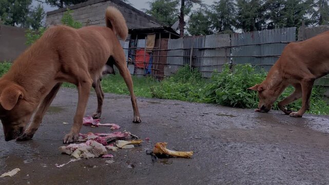 Two guard local dogs eating bones from butcher's house separated from each others