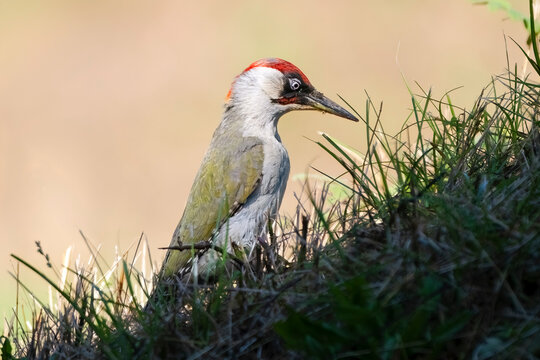 Adult male European green woodpecker (Picus viridis), or yaffle or nickle on the ground looking for insects.