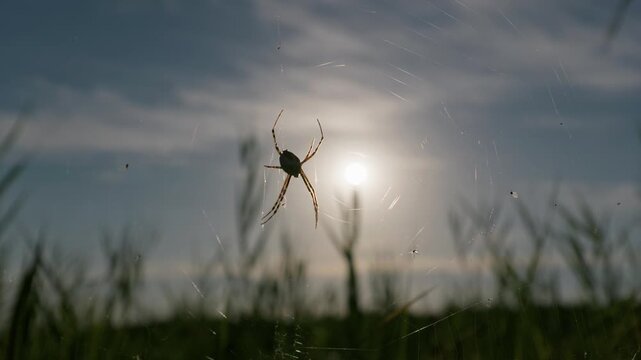 Orb weaver spider rests on an intricate web in a grassy field silhouetted against the bright sun. Atmospheric visual reference ideal for environmental and biology educational projects.
