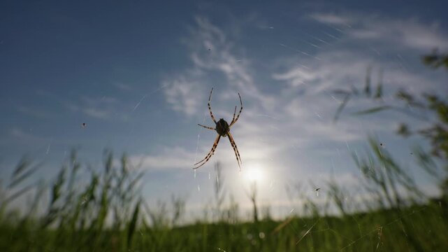 Spider hangs quietly on silk threads above wild field grass under natural sunlight. Authentic visual asset highlighting outdoor biodiversity and environmental ecology themes.
