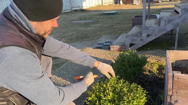 Bearded man in working gloves using hand pruner to trim a green boxwood bush near wooden stairs on a sunny day during seasonal spring garden care.