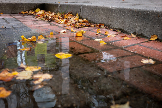 Autumn Leaves Floating in a Rain Puddle Beside the Curb