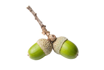 Pair of Ripening Green Acorns Attached to an Oak Twig © Md