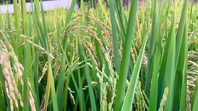 A detailed close-up shot of ripening rice stalks (Oryza sativa) in a vibrant green paddy field, showcasing the texture of the grain and the lush agricultural landscape.