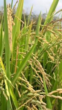 Close-up of golden rice stalks in a paddy field