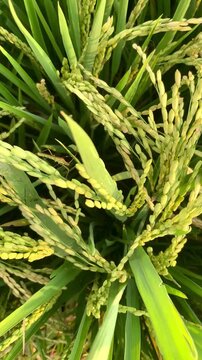 Close-up of ripening rice stalks in a paddy field