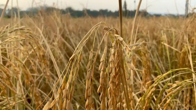 Close-up of ripe corn cob in a field at harvest time