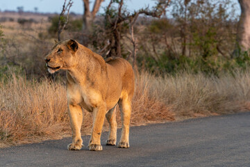 Lioness Standing on Safari Road in Full Side View in Golden Evening Light © VittorePhotography