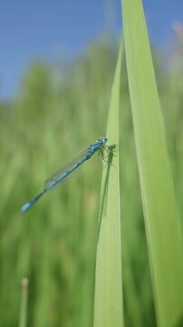 Blue damselfly rests on a vertical green blade of grass against a soft blurred wetland background. Authentic visual asset highlighting biodiversity and environmental conservation.