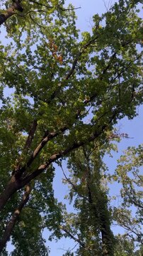 trees and sky