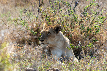 Alert Lioness Looking Up from Rest in Dry African Bushveld © VittorePhotography