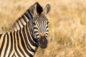 Plains Zebra Head Portrait Looking at Camera Against Golden Dry Grass Background © VittorePhotography