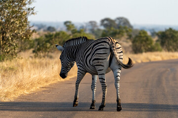 Plains Zebra Standing on Safari Road Showing Striped Pattern from Side-Rear View © VittorePhotography