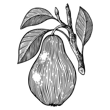 Pear hanging from a tree branch with leaves. Black and white engraving illustration suitable for food packaging, botanical prints, menus and fruit-themed designs.