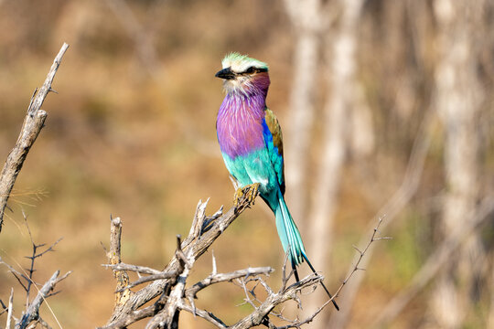 Lilac-Breasted Roller Perched on Dry Thorn Branch Showing Vibrant Plumage
