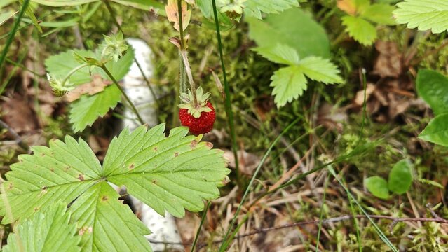 Strawberry bushes grow in the forest among grass and moss. Ripe juicy red berries hang on the stems. Summer sunny weather