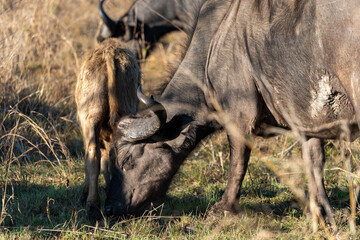 Cape Buffalo Calf Nursing from Mother in African Savannah Dry Grass © VittorePhotography